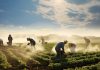 Florida cases echo Italy’s gangmaster economy
