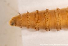 Free New World screwworm inspector training launches