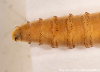 Free New World screwworm inspector training launches