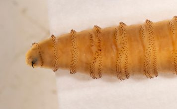 Free New World screwworm inspector training launches