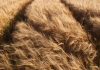 Grain Market Report 17th June