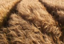 Grain Market Report 17th June