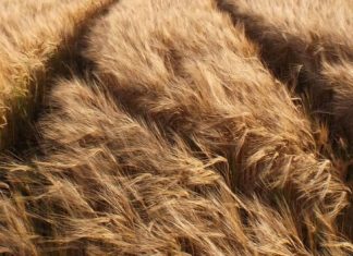 Grain Market Report 17th June