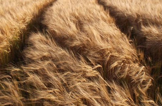 Grain Market Report 17th June