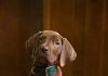 Netflix’s Scooby-Doo: Origins Casts Real Dog as Scooby-Doo