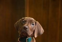 Netflix’s Scooby-Doo: Origins Casts Real Dog as Scooby-Doo
