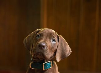 Netflix’s Scooby-Doo: Origins Casts Real Dog as Scooby-Doo