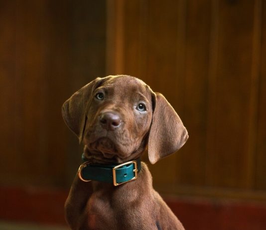 Netflix’s Scooby-Doo: Origins Casts Real Dog as Scooby-Doo