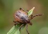 A rare virus, a common tick bite, and a prevention strategy that doesn’t protect us