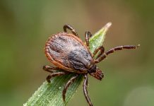 A rare virus, a common tick bite, and a prevention strategy that doesn’t protect us