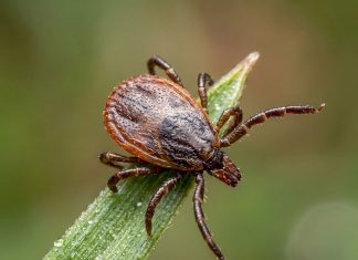 A rare virus, a common tick bite, and a prevention strategy that doesn’t protect us