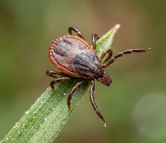 A rare virus, a common tick bite, and a prevention strategy that doesn’t protect us