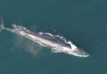 An endangered, pregnant fin whale arrived in Seward dead on a cruise ship bow