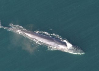 An endangered, pregnant fin whale arrived in Seward dead on a cruise ship bow