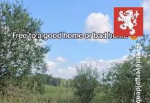 Bear the Golden Retriever might be in a little bit of trouble … – YouTube