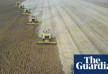 ‘Super’ El Niño could cause global food price shock lasting into 2028, analysts say | Global economy