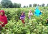 How Pakistan’s slave‑like cotton labour still feeds EU fashion despite new rules – EUobserver