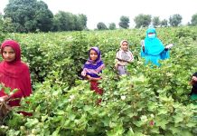 How Pakistan’s slave‑like cotton labour still feeds EU fashion despite new rules – EUobserver