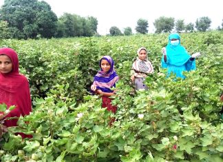 How Pakistan’s slave‑like cotton labour still feeds EU fashion despite new rules – EUobserver