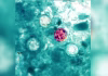 What’s going around? Cyclosporiasis cases in Virginia remain low as U.S. numbers continue to rise