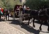 Debate over horse-drawn carriages in NYC goes back decades