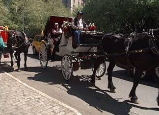 Debate over horse-drawn carriages in NYC goes back decades