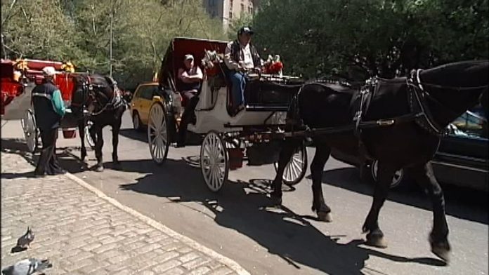 bobby_cuza_horse_drawn_carriages_central_park_city_council.jpeg