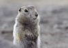 Body temperature below 0 degrees—this animal is a mystery to doctors