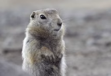 Body temperature below 0 degrees—this animal is a mystery to doctors