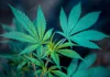 Combining Marijuana And Music Enhances Medical Benefits, Reduces Prescription Drug Use And Boosts Emotions, Government-Funded Study Shows