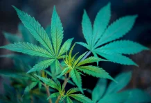 Combining Marijuana And Music Enhances Medical Benefits, Reduces Prescription Drug Use And Boosts Emotions, Government-Funded Study Shows