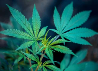 Combining Marijuana And Music Enhances Medical Benefits, Reduces Prescription Drug Use And Boosts Emotions, Government-Funded Study Shows