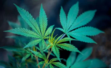 Combining Marijuana And Music Enhances Medical Benefits, Reduces Prescription Drug Use And Boosts Emotions, Government-Funded Study Shows