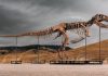 Mystery bidder buys T. rex for a record $50 million : NPR