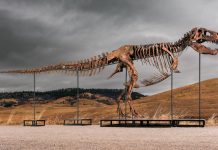 Mystery bidder buys T. rex for a record $50 million : NPR