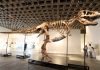 A T. rex fossil is up for auction and could fetch $30 million : NPR