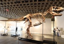 A T. rex fossil is up for auction and could fetch $30 million : NPR