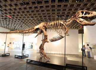 A T. rex fossil is up for auction and could fetch $30 million : NPR