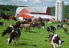 What do Vermont dairy plant closures tell us about the industry?
