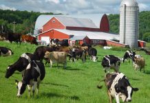 What do Vermont dairy plant closures tell us about the industry?