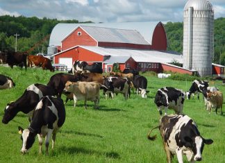 What do Vermont dairy plant closures tell us about the industry?