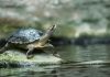Speed limit reductions could be trialled on popular Cockburn roads to protect turtles from road mortality