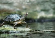 Speed limit reductions could be trialled on popular Cockburn roads to protect turtles from road mortality