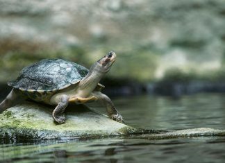 Speed limit reductions could be trialled on popular Cockburn roads to protect turtles from road mortality