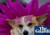 Corgi high fashion and at the races: in pictures | Photography