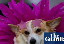 Corgi high fashion and at the races: in pictures | Photography