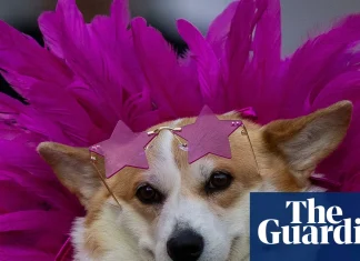 Corgi high fashion and at the races: in pictures | Photography