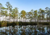 How to visit Okefenokee Swamp—America’s newest UNESCO World Heritage site