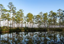 How to visit Okefenokee Swamp—America’s newest UNESCO World Heritage site