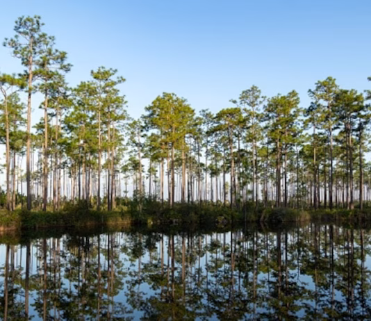 How to visit Okefenokee Swamp—America’s newest UNESCO World Heritage site